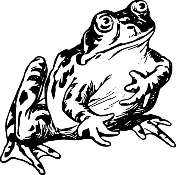 Desenvolvimento dos derivados da epibatidina